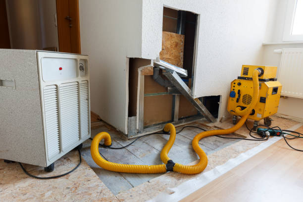 Best Basement Mold Removal  in Cherry Valley, CA