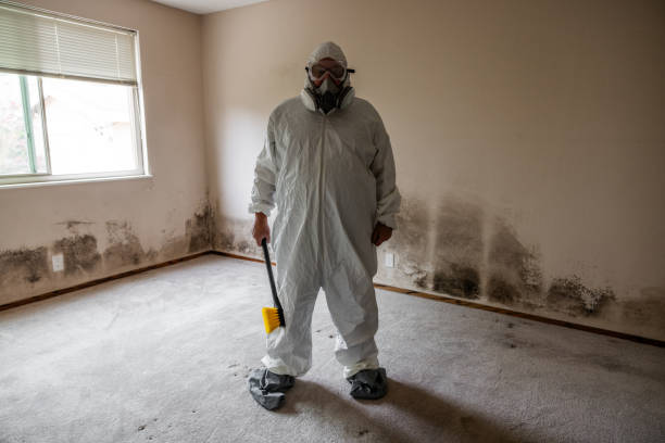 Environmental Consulting for Mold Prevention in Cherry Valley, CA